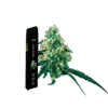 Green Crack Drip Cart